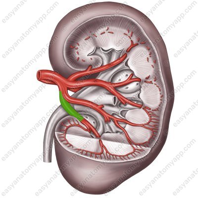 Нижняя сегментарная артерия (a. segmenti inferioris renis)